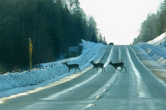 Deer Crossing Coboconk, Ontario Canada