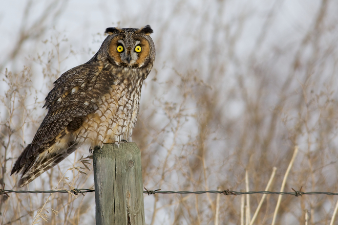 Long- Eared Owl High River, Alberta Canada