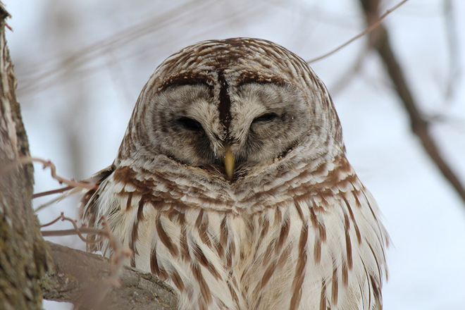 Beautiful Barred Owl Keswick, Ontario Canada