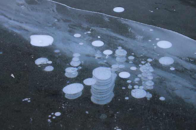 Poker Chip Shaped Gas Bubbles Frozen in Clear Lake Ice Banff, Alberta Canada