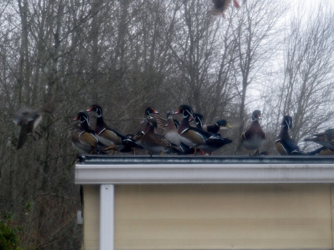 Ducks on a Roof Duncan, British Columbia Canada