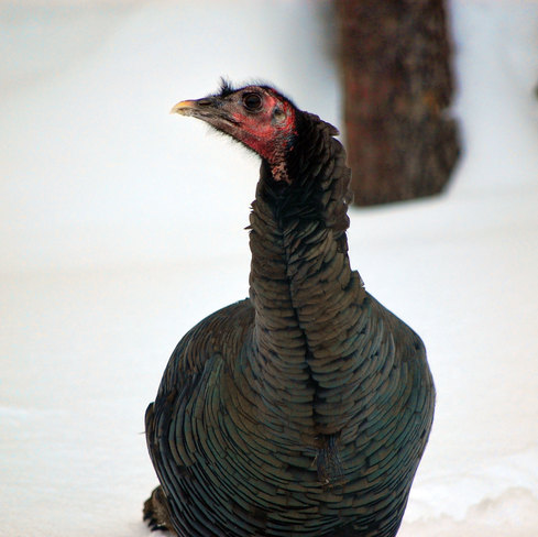 Wild Turkey Huntsville, Ontario Canada