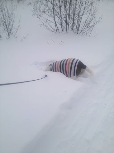 Iggy, head in the snow Sudbury, Ontario Canada