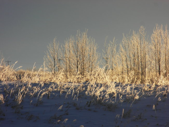 Royal oak wetlands.Beautiful frozen also.A moose in the trees.Its a shame he wil Calgary, Alberta Canada