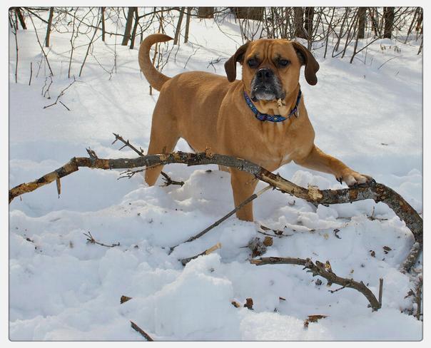 Rocco finds a big chew stick Port Hope, Ontario Canada