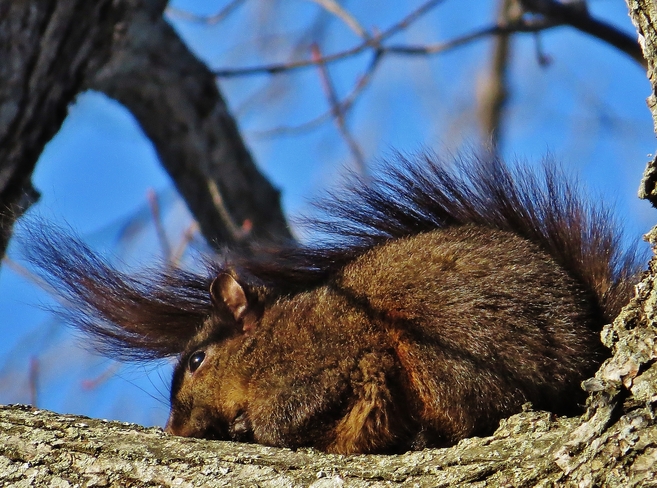 Sunbathing squirrel in a trance? North Bay, Ontario Canada