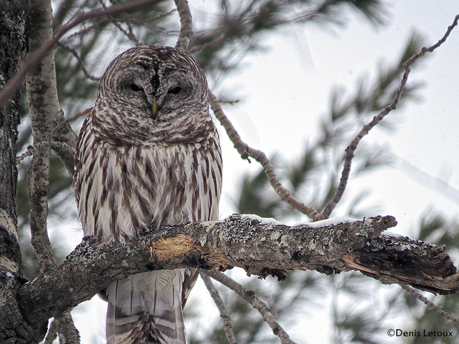 Owl Maberly, Ontario Canada