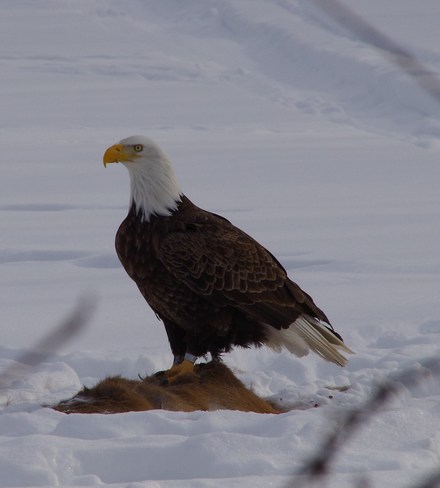 Bald eagle Peterborough, Ontario Canada