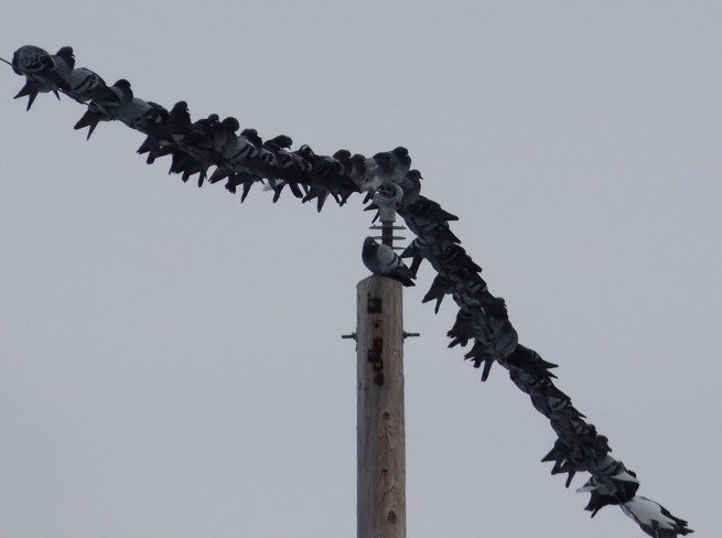 Birds on a wire Vanier, Ontario Canada