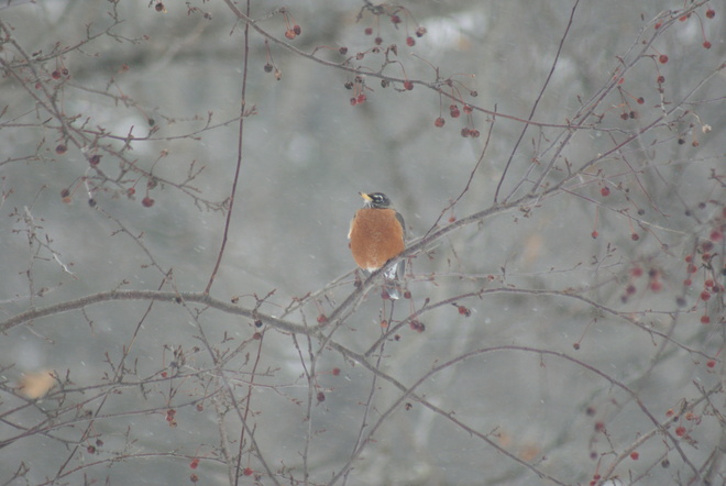Robin in a snow storm Greenwood, Nova Scotia Canada