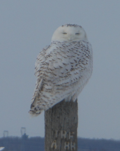 Snowy Owl on Fence Post Kanata, Ontario Canada