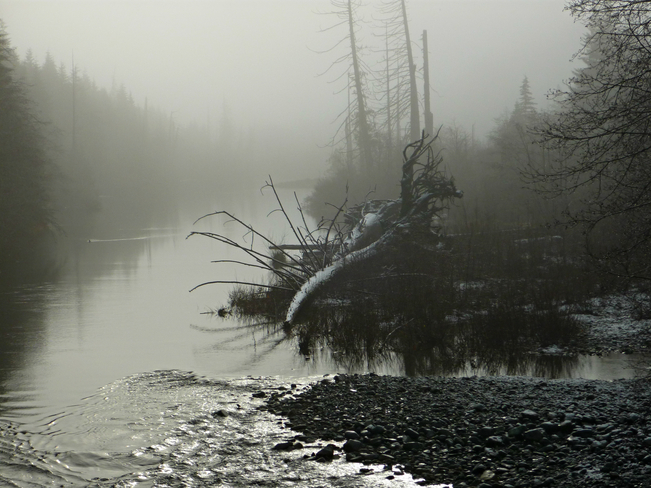 Foggy day Courtenay, British Columbia Canada
