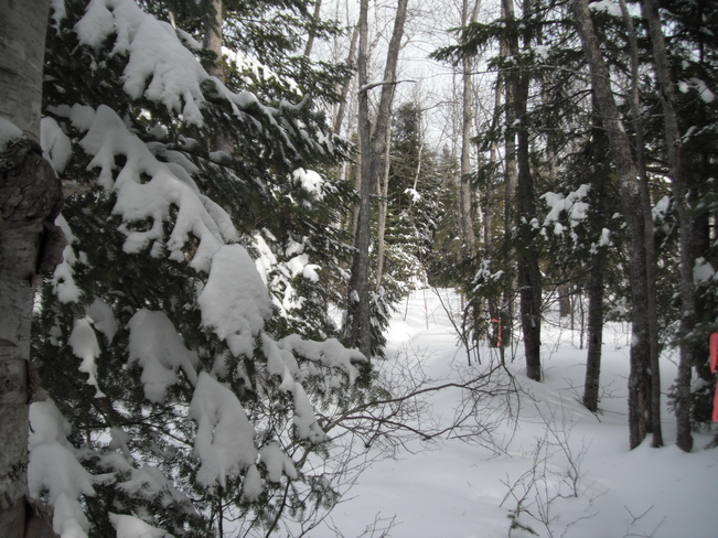 snow laden trees Miramichi, New Brunswick Canada