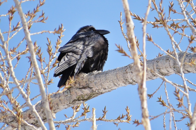 Raven sunbathing atop huge Poplar. North Bay, Ontario Canada