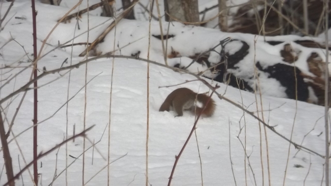 just a squirrel trying to get a nut lol Bridgewater, Nova Scotia Canada