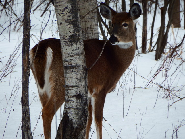 Deer Ingleside, Ontario Canada