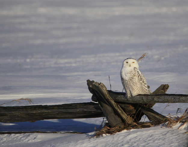 snowy owl Bridgenorth, Ontario Canada