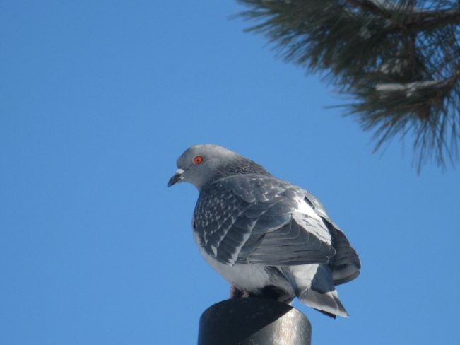pigeon Chapleau, Ontario Canada