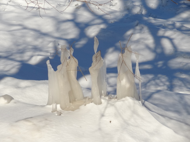 Nature's Three Wise Men St. Catharines, Ontario Canada
