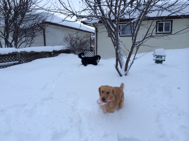 Mojo & Ben in the snow:) Thunder Bay, Ontario Canada