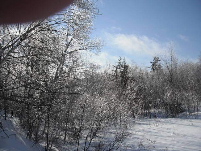icy trees Miramichi, New Brunswick Canada