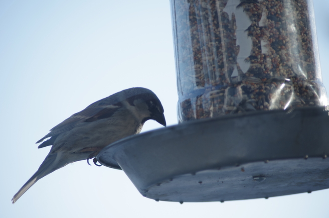 Feeding the birds Reward, Saskatchewan Canada