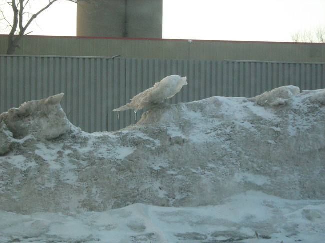 oiseau de glace Montréal, Quebec Canada