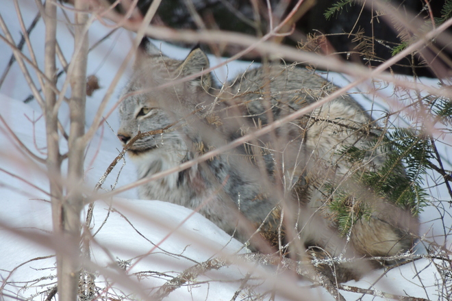 Lynx Chapeau, Quebec Canada