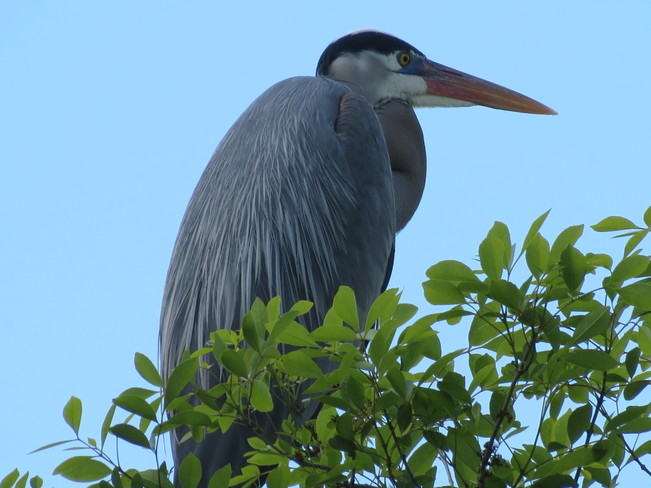 Blue Heron Sarasota, Florida United States