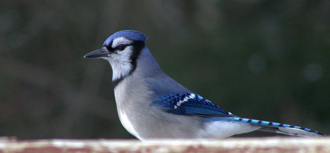 "Blue Jay" Timmins, Ontario Canada