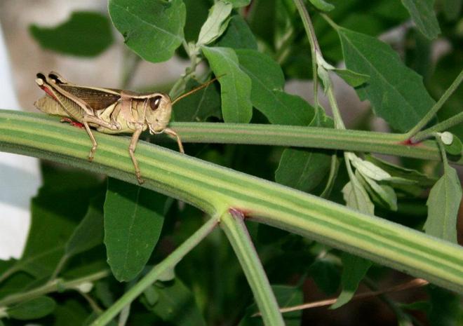 Mr.Grasshopper Petawawa, Ontario Canada