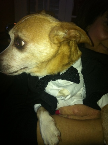 Tuxed up and ready for The Oscars!! Ottawa, Ontario Canada