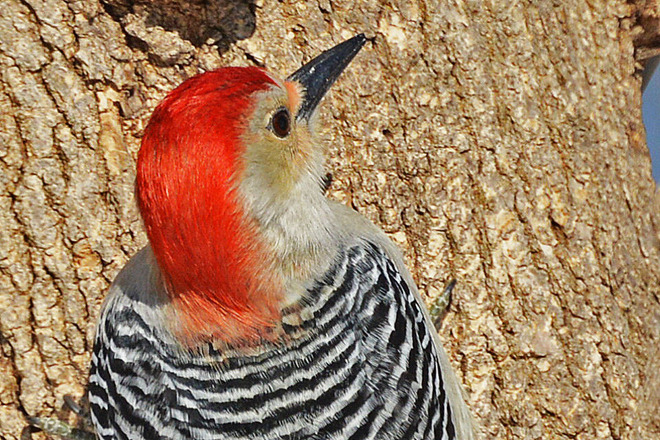 Close-up of Red-Bellied Woodpecker Kitchener, Ontario Canada