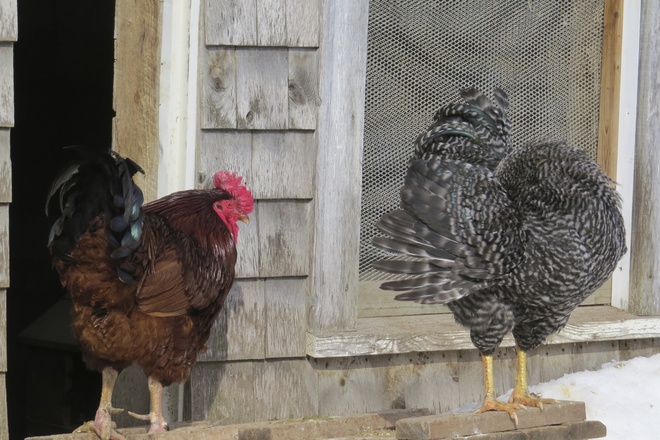 Rhode Island Red Rooster & Barred Rock Rooster Wolfville, Nova Scotia Canada