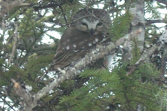 Northern saw-whet Owl Clarenville-Shoal Harbour, Newfoundland and Labrador Canada