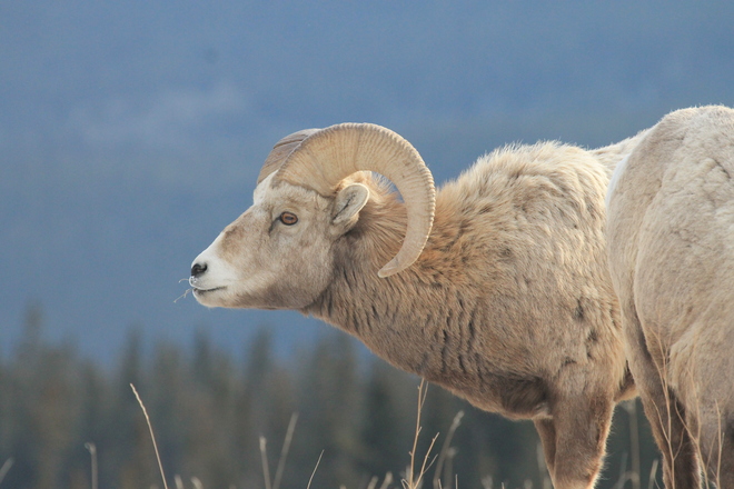 Bighorn Sheep Canmore, Alberta Canada