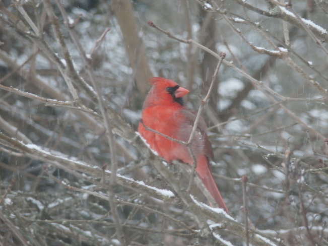 Cardinals in our backyard Kentville, Nova Scotia Canada
