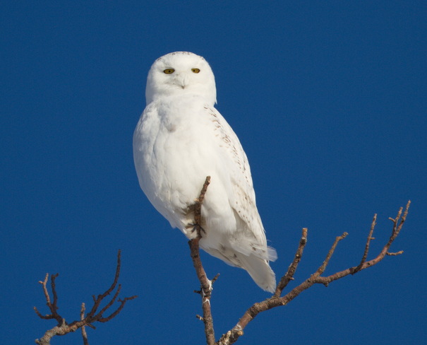 Male Snowy Owl Hensall, Ontario Canada