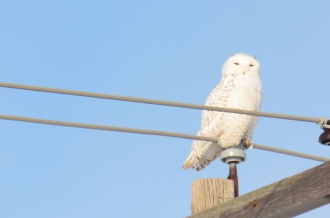 Snowy Owl Mount Vernon, Ontario Canada