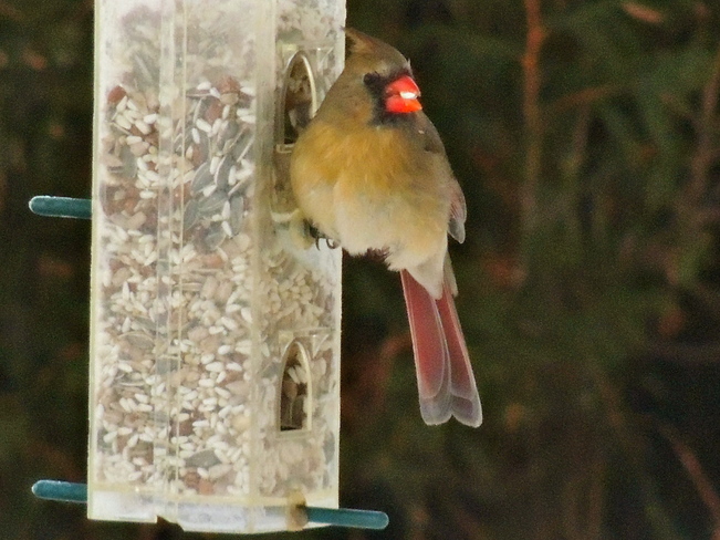 Mrs Cardinal in for Breakfast Port Perry, Ontario Canada