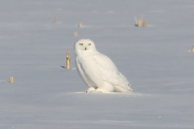Snowy Owl Stare Down St. Isidore, Ontario Canada