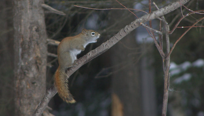 "Screamin' Squirrel" Timmins, Ontario Canada