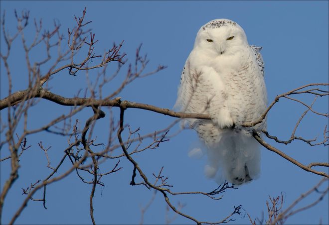 Snowy Owl Elmira, Ontario Canada