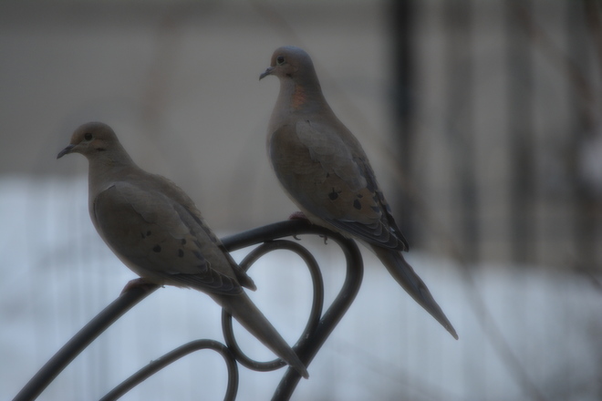 Mourning Doves! St. Catharines, Ontario Canada