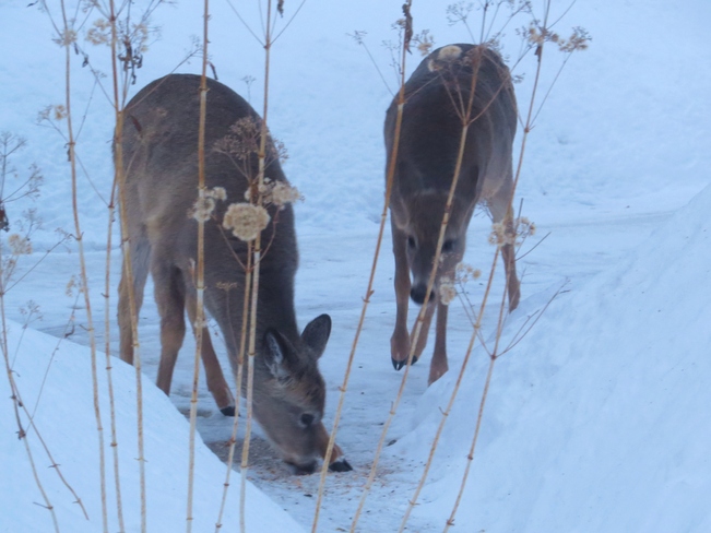 Deer Winnipeg, Manitoba Canada