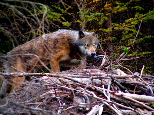Wolf Banff, Alberta Canada