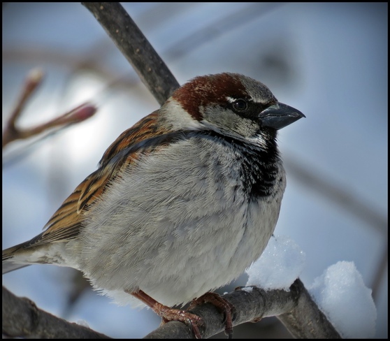 Winter Sparrow Niagara Falls, Ontario Canada