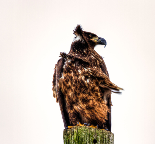 Young Eagle Ladner, British Columbia Canada