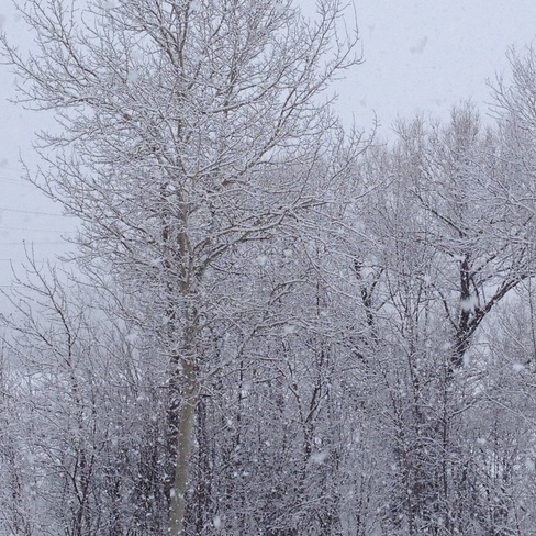 snowy branches Garson, Ontario Canada