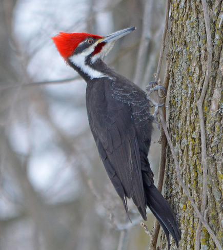 Pileated Woodpecker Newburgh, Ontario Canada